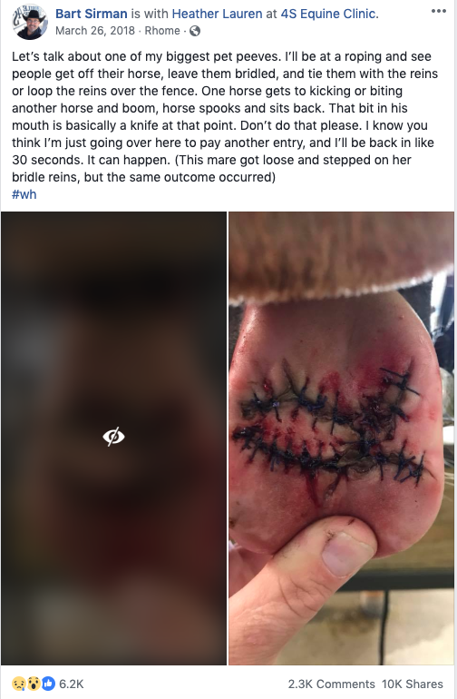 Horse Tie Dangers Equine Vet