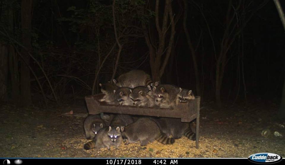 Trail Cam Tuesday