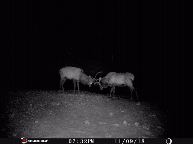 Trail Cam Tuesday