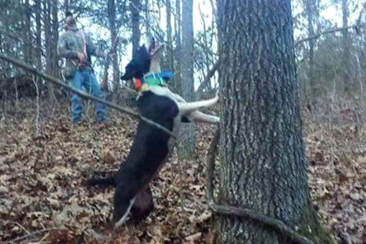 squirrel hunting