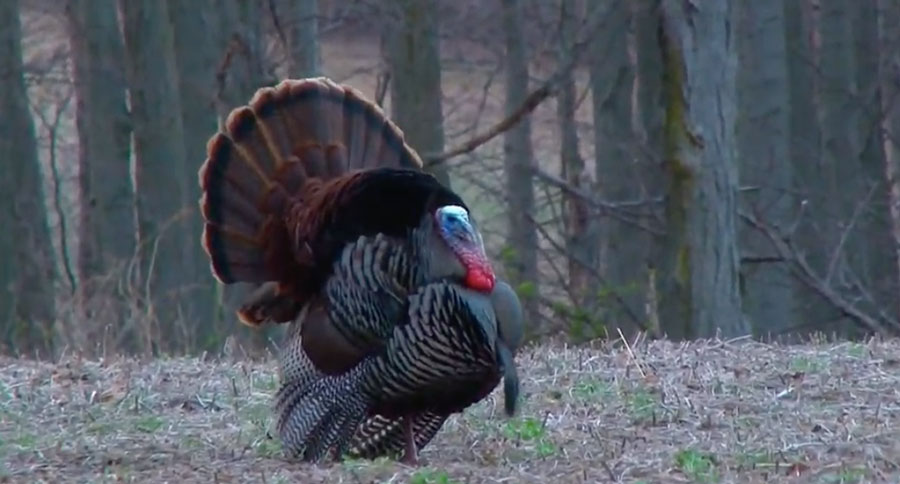 eastern wild turkey