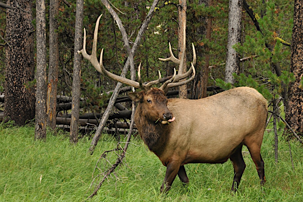 Best Elk Hunting Areas