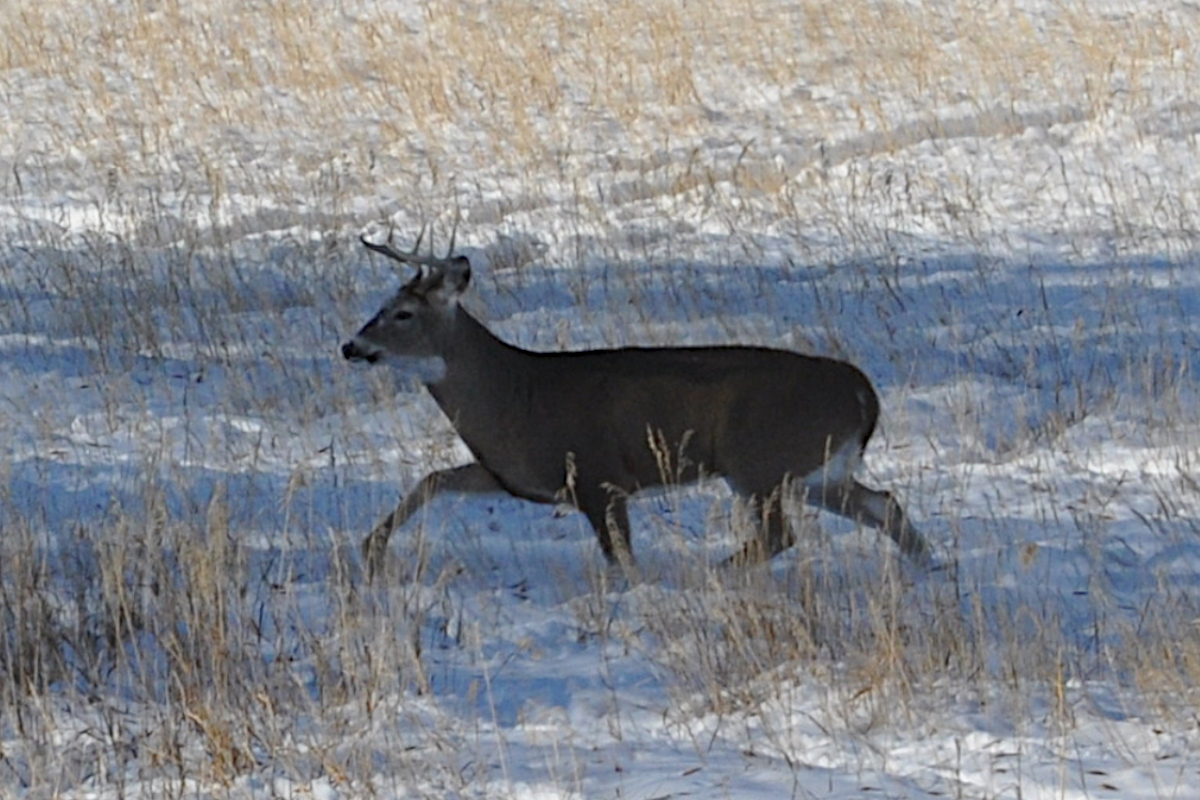 Bowhunt for Deer