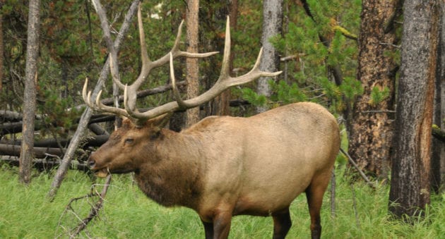 Best Elk Hunting Areas