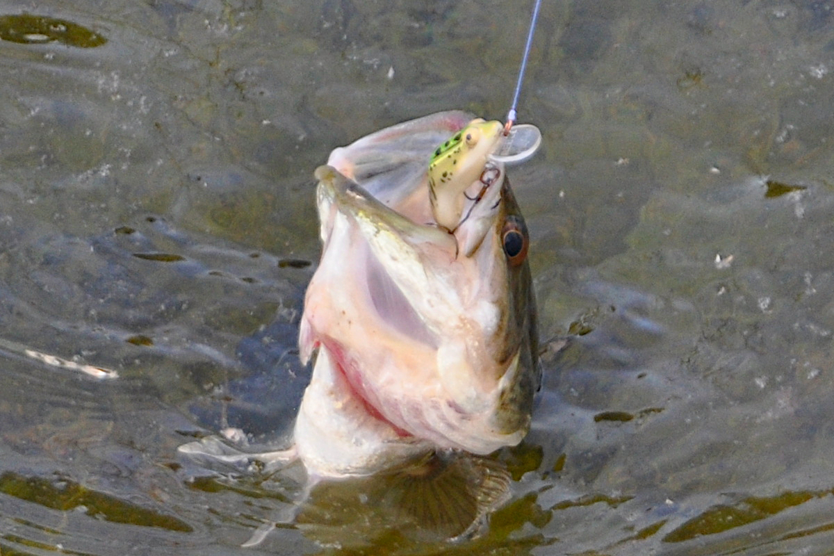 Odd Fishing Methods