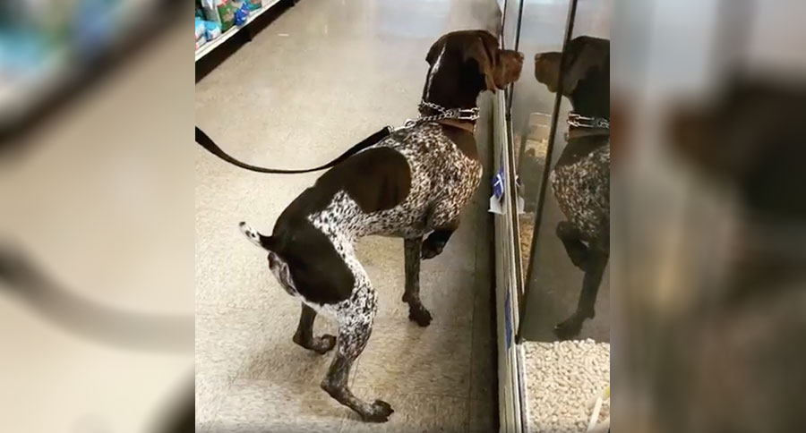 german shorthaired pointer