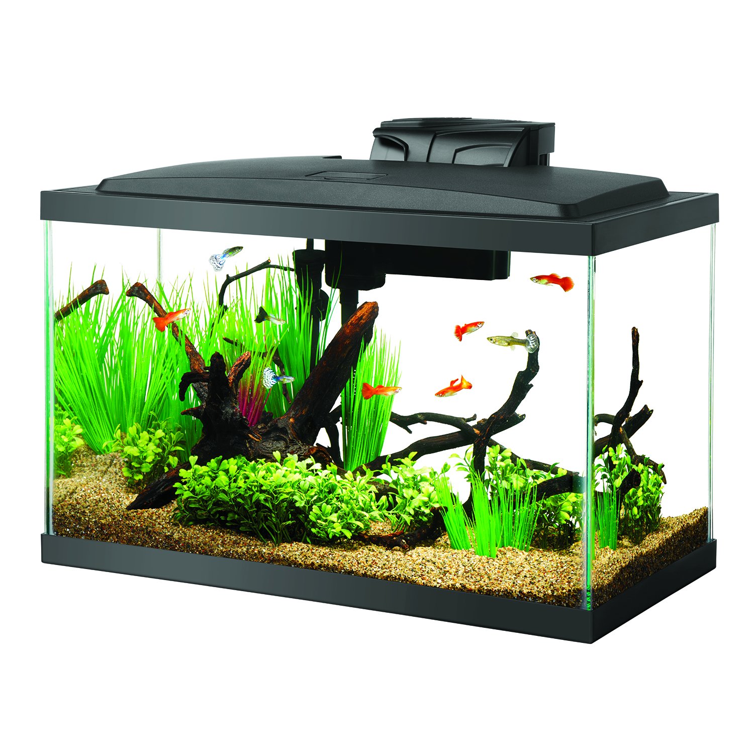 betta fish tank