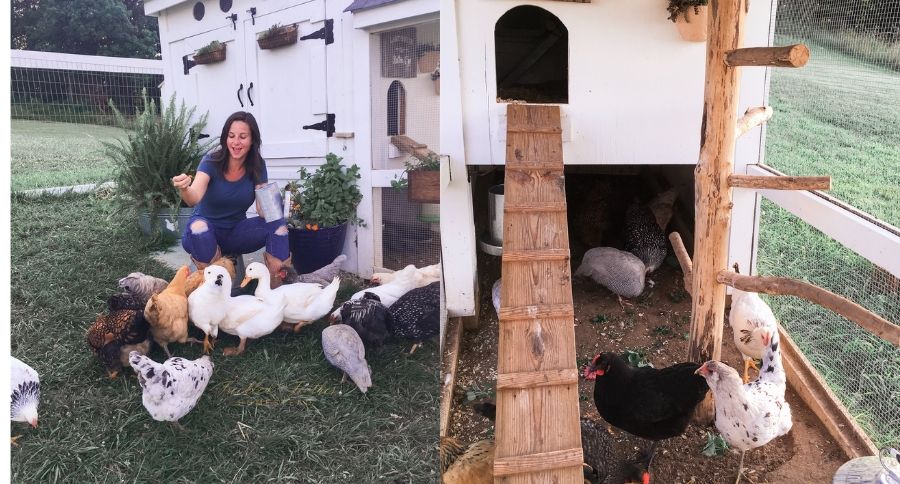 Chicken Coop
