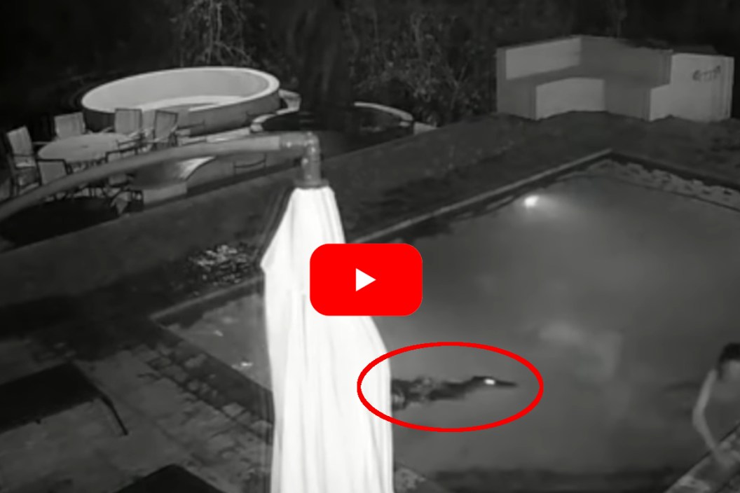 Alligator Pool