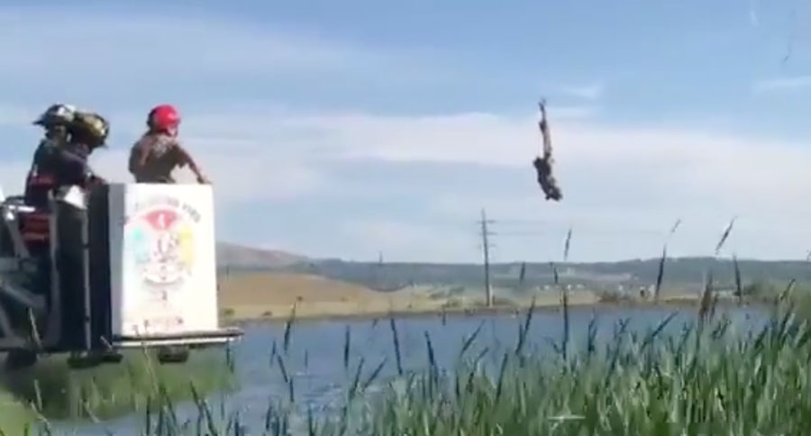 owl in fishing line