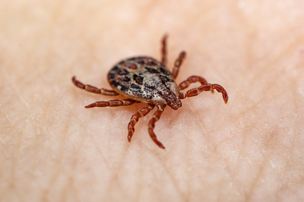 Powassan Virus