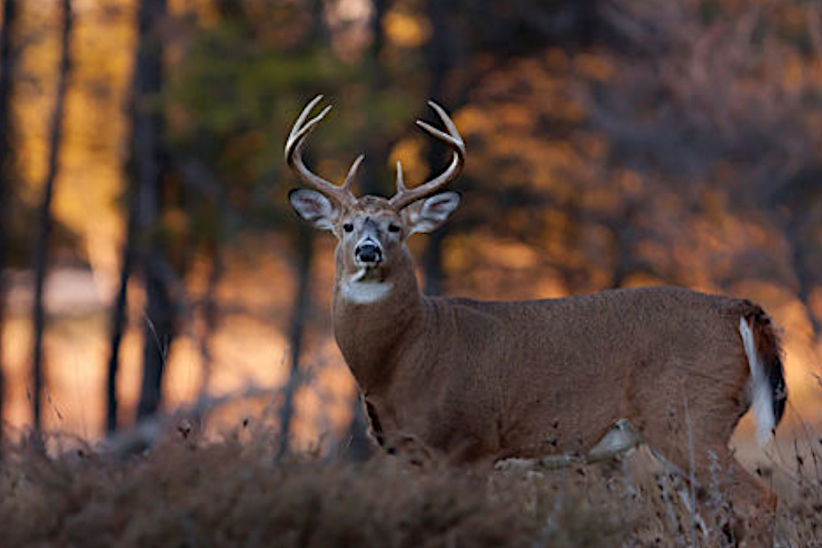 Scouting for Fall Hunting