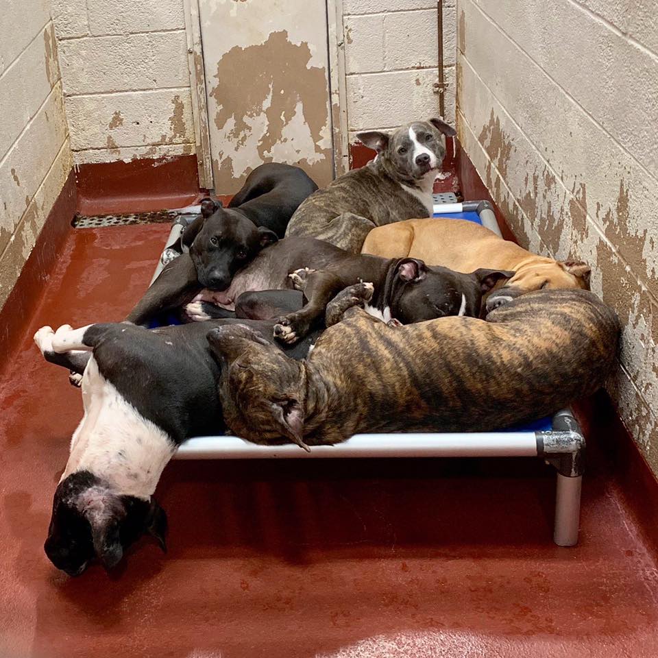 Fulton Animal Shelter