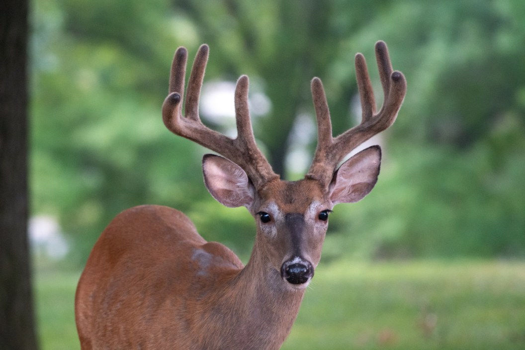 Buck Broadhead