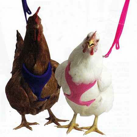 chicken harness
