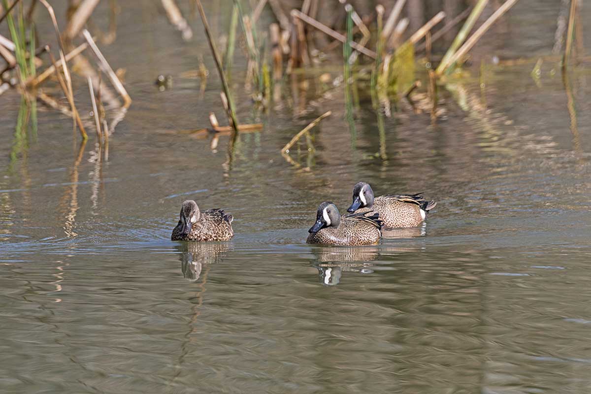 Early Teal Hunting