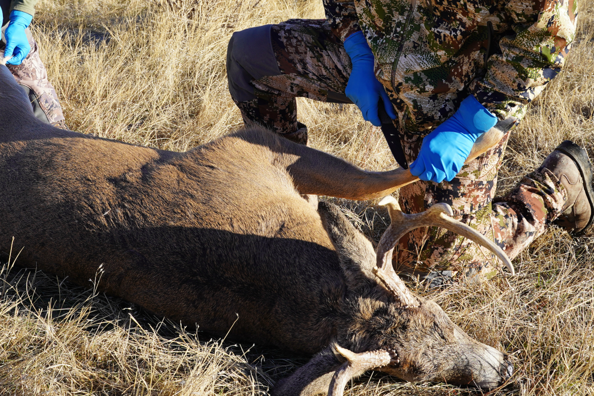 How to Field Dress a Deer