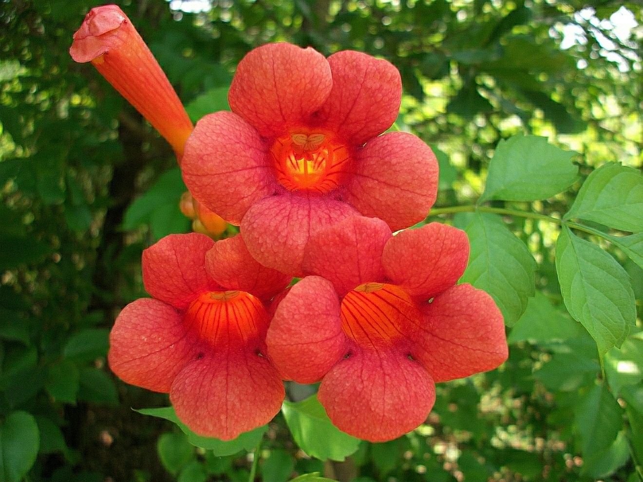 campsis