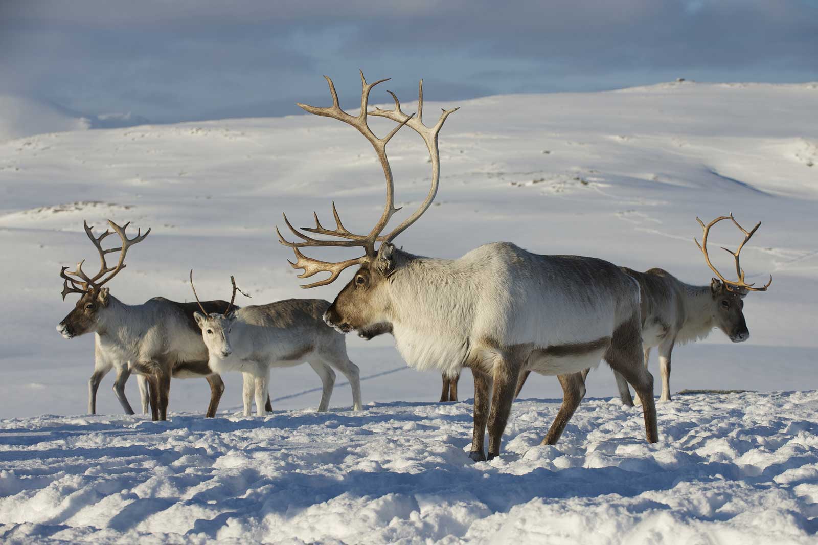 Caribou UV Light