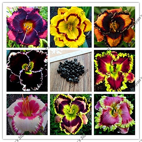 daylily