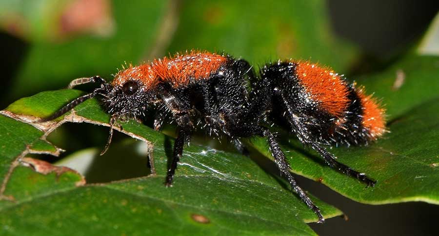 Cow Killer Ants