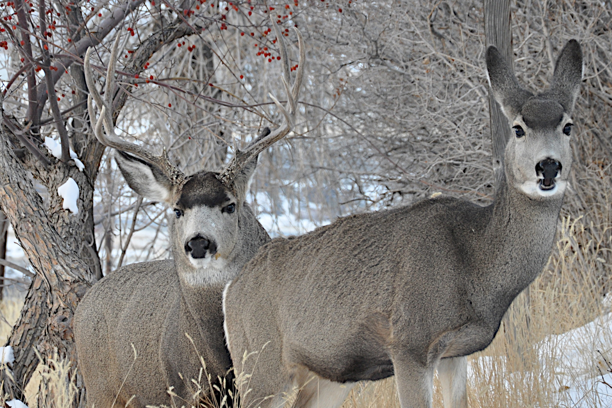 Hunt Pressured Mule Deer