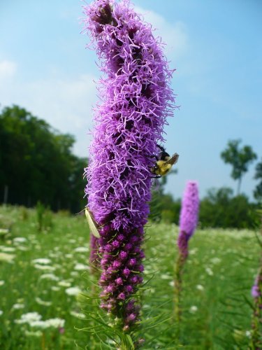 liatris