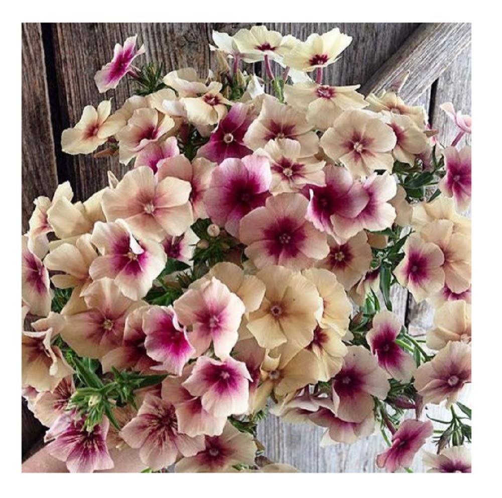phlox seeds