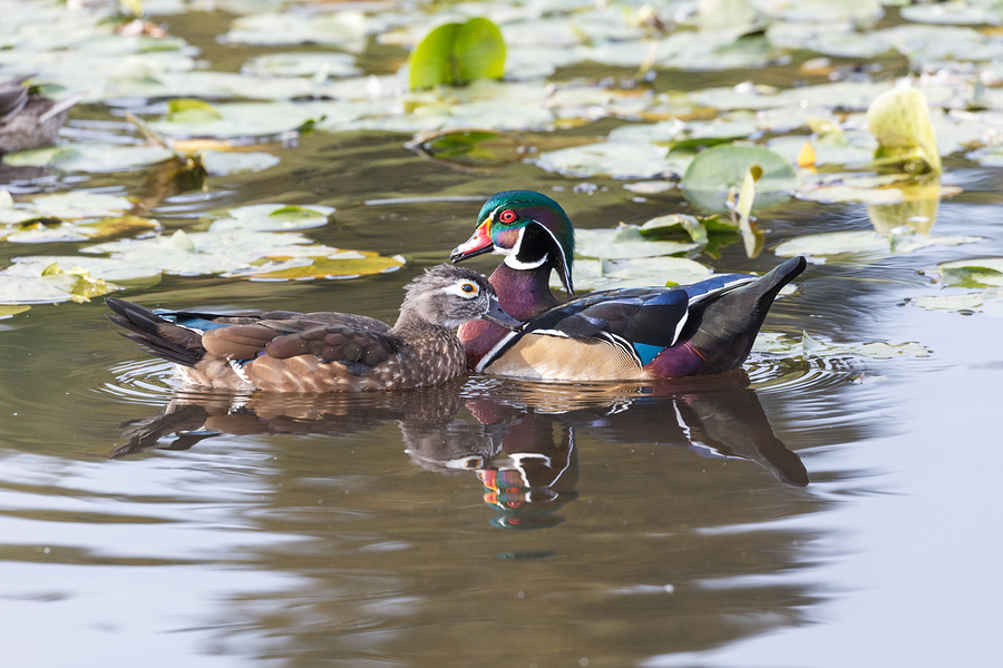 wood duck