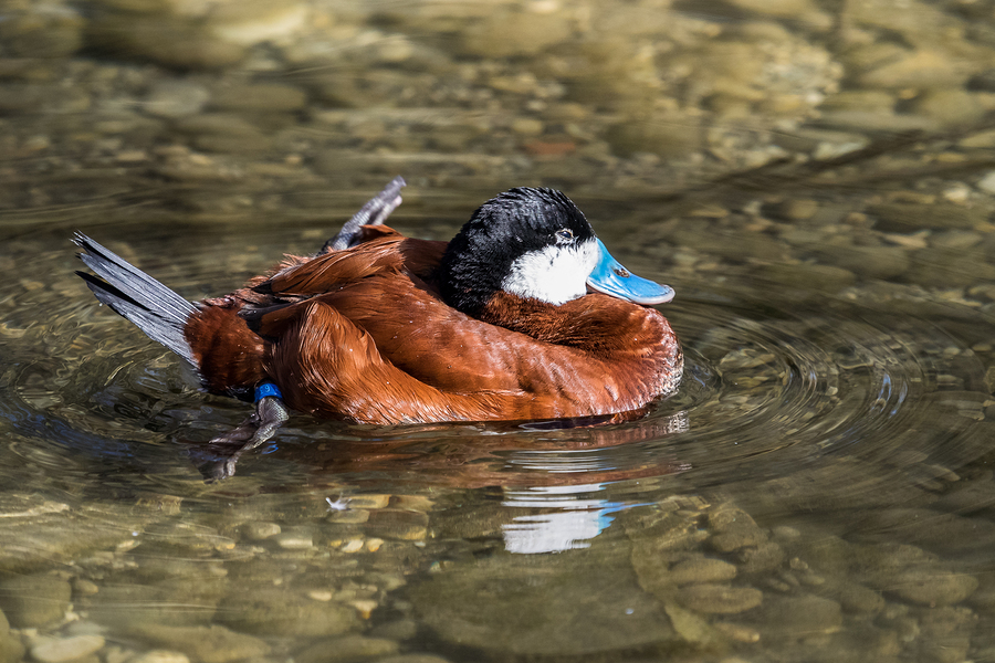 ducks