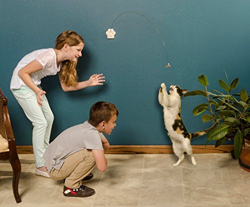 cat dancer