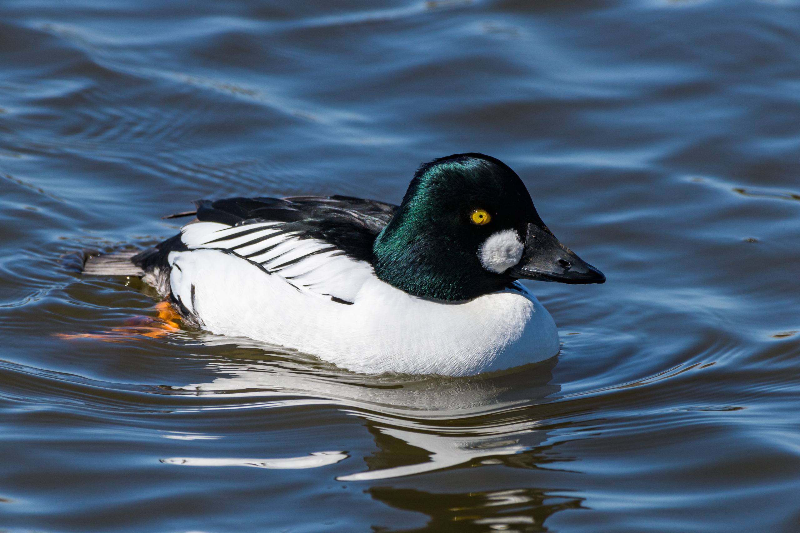 Duck Hunting Species Guide
