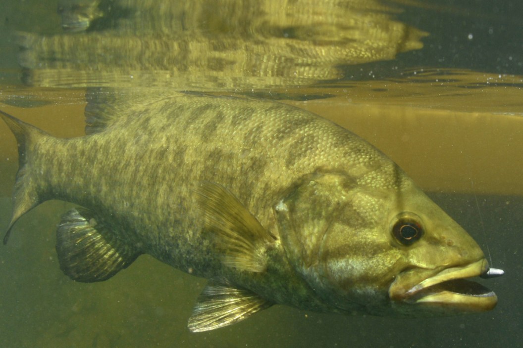 Finesse Fishing