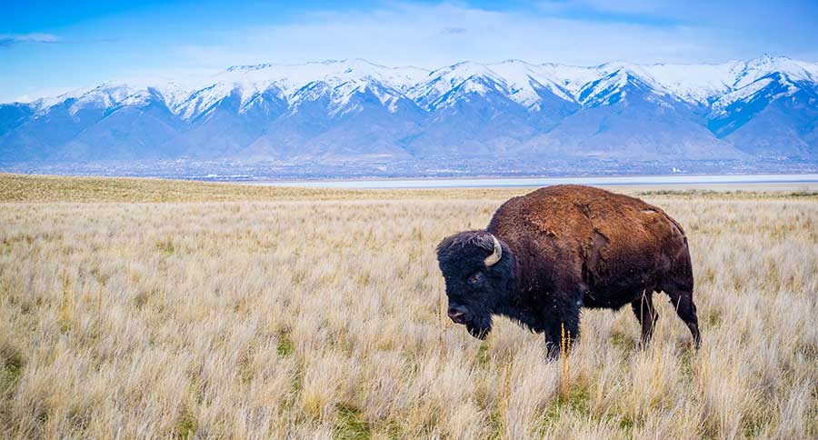 Gored By Bison