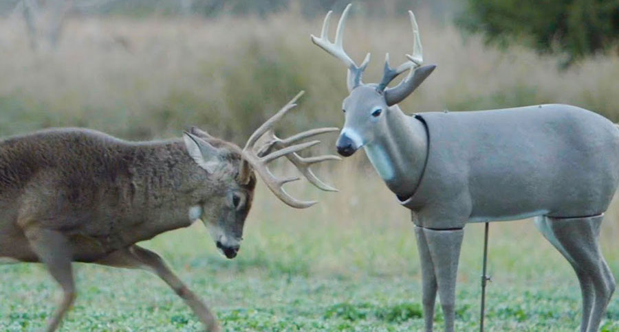 whitetail buck attacks decoy