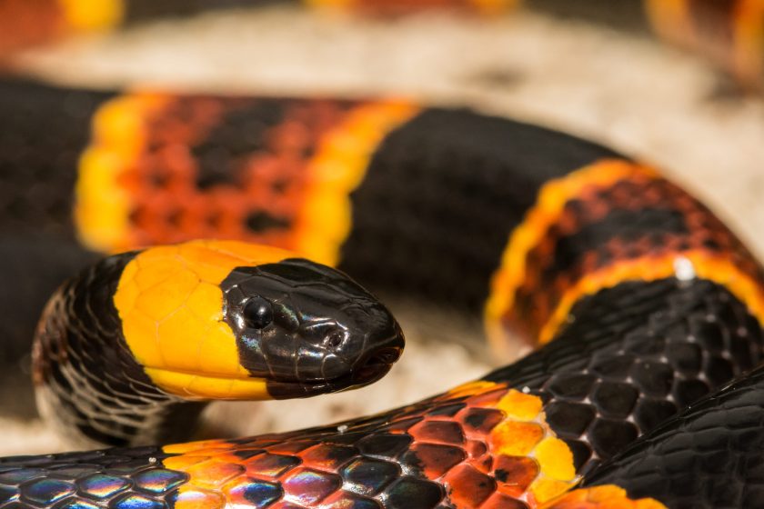 Snakes in North America