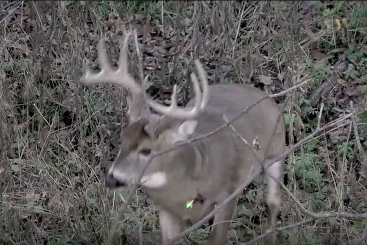 bow hunting