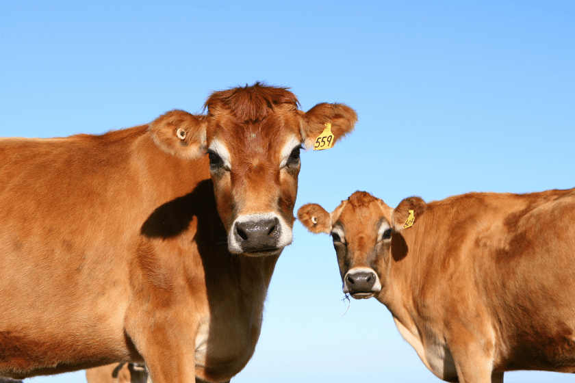 jersey cow with identification tags