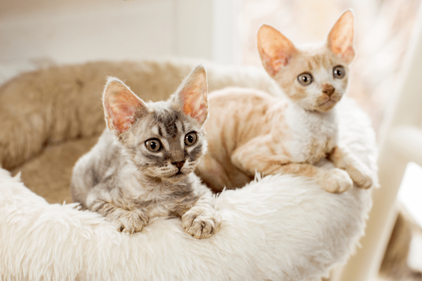 cornish rex tiny cat breed 