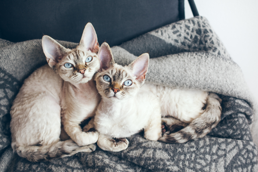devon rex tiny cat breed