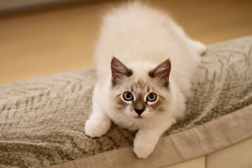 bambino looking at camera