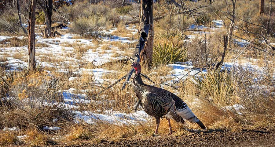 Fall Turkey Hunting