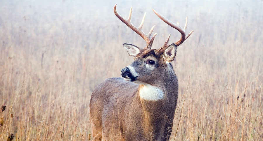 wyoming poacher