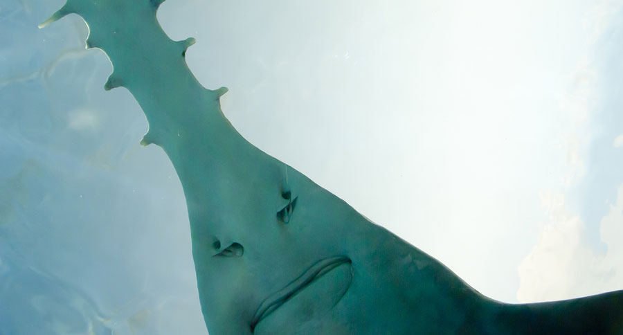 sawfish