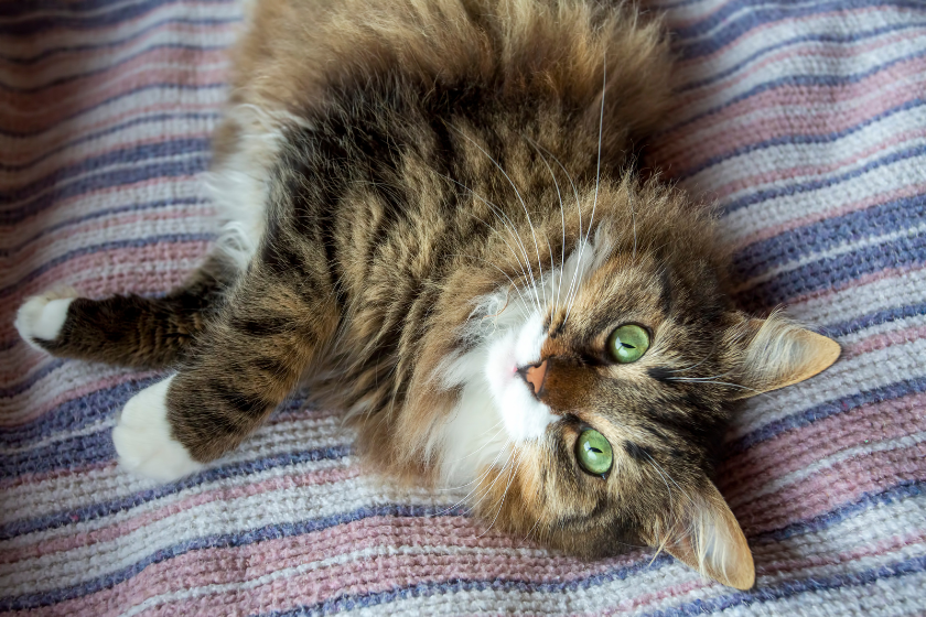 norwegian forest cat