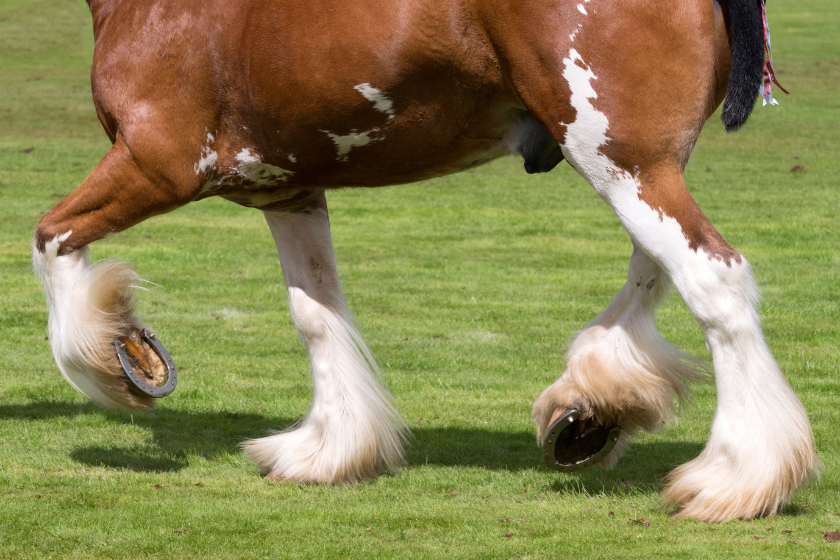 close up shot of horse feet