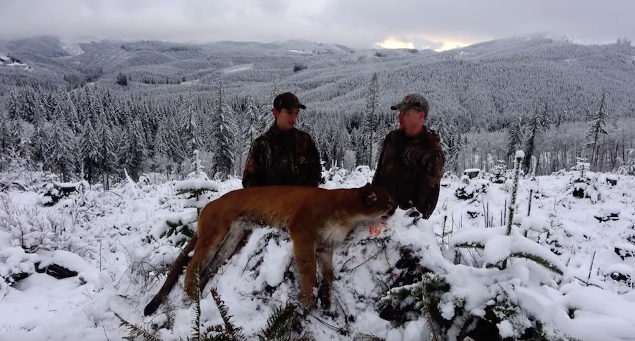 Watch How This Cougar Hunt In The Snow Ends!