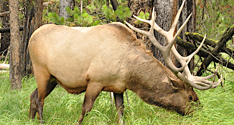 Poached Elk
