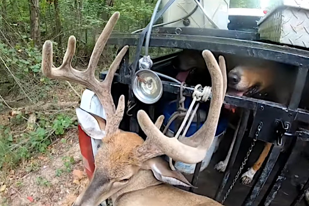 Hunting Deer with Dogs