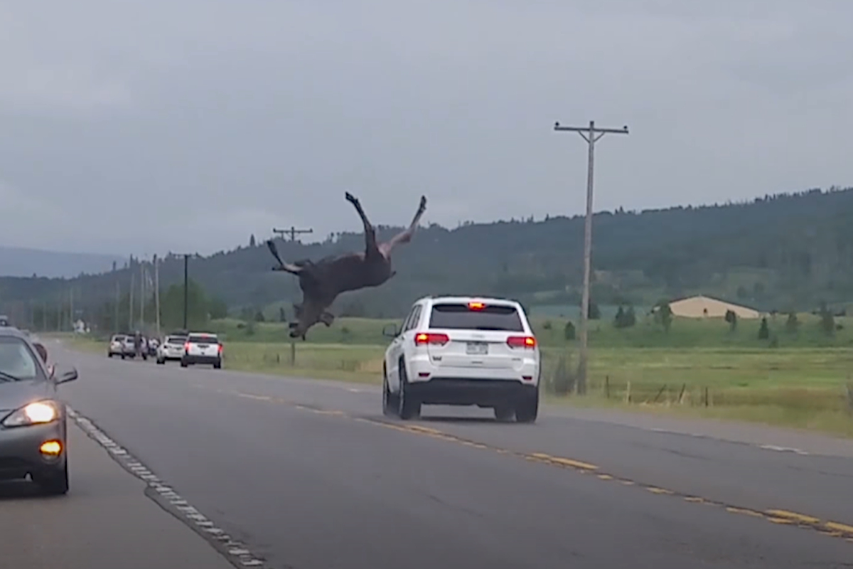 Moose Airborne